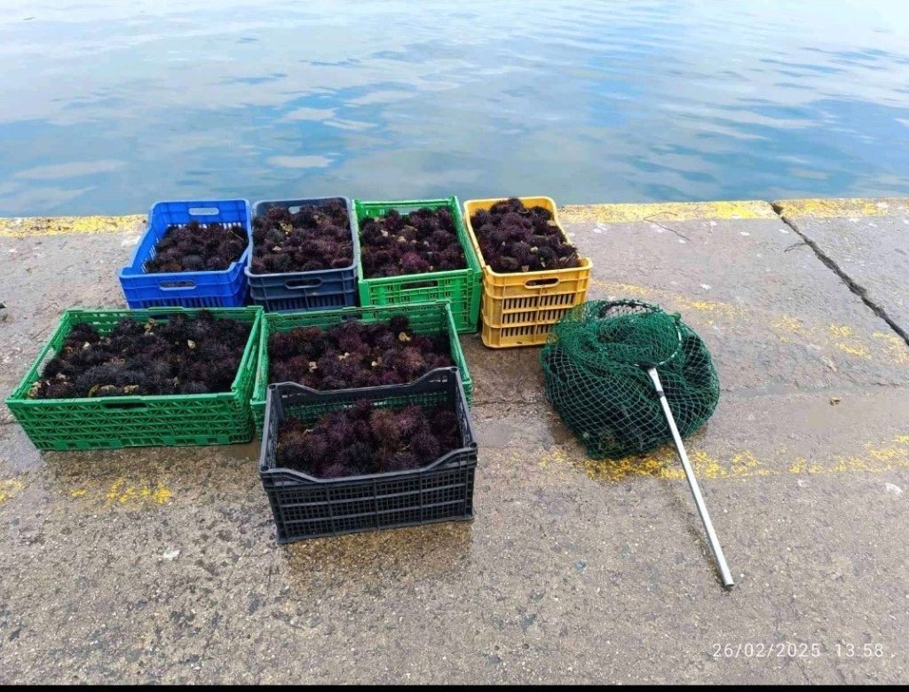 Καβάλα: Κατασχέθηκαν 333 κιλά αχινοί – Μία σύλληψη