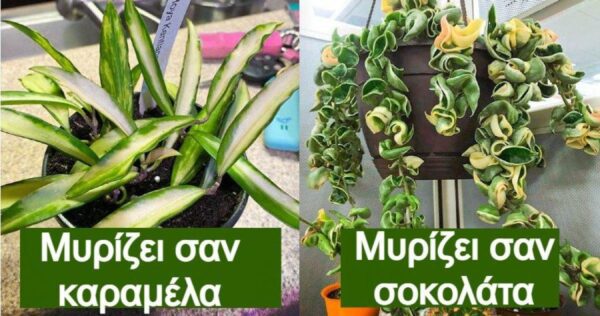 6 φυτά εσωτερικού χώρου που αντέχουν χωρίς φροντίδα, καθαρίζουν τον αέρα και μοσχοβολούν