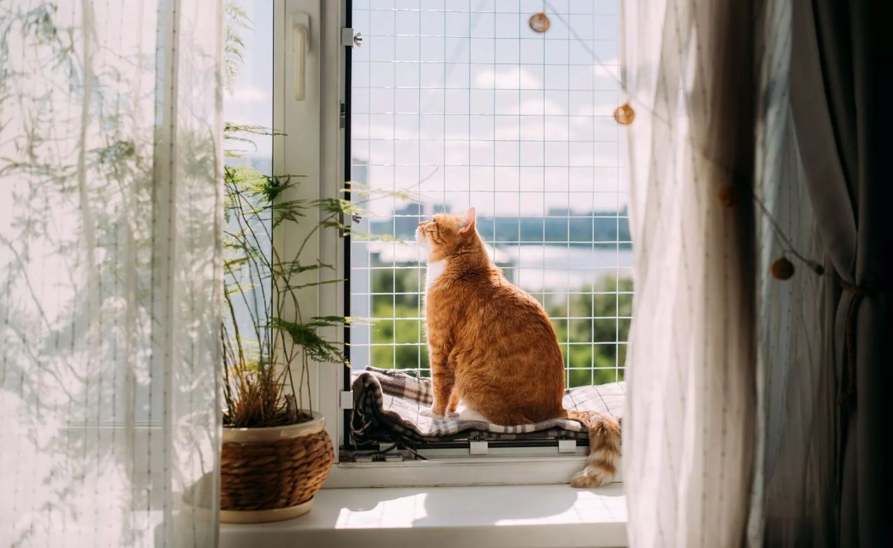 gata(Photo: Shutterstock) Οι λόγοι που πρέπει να κρατάτε τη γάτα σας μέσα στο σπίτι