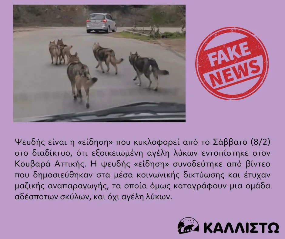 Ψευδής η «είδηση» για αγέλη λύκων στον Κουβαρά Αττικής