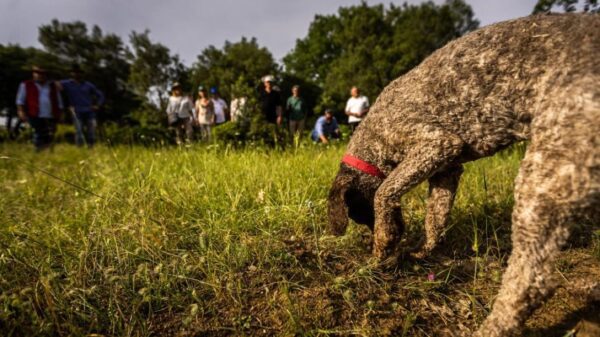 Κυνήγι τρούφας στα Μετέωρα το Σαββατοκύριακο της Αποκριάς