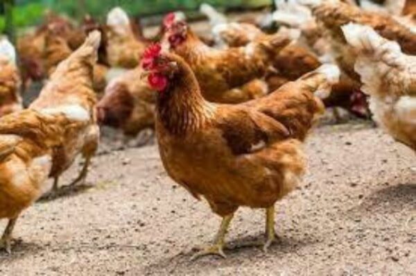 Φλώρινα: Κρούσματα της γρίπης των πτηνών στις λίμνες Πρεσπών και Χειμαδίτιδας