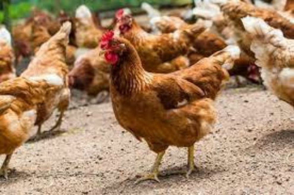 Φλώρινα: Κρούσματα της γρίπης των πτηνών στις λίμνες Πρεσπών και Χειμαδίτιδας