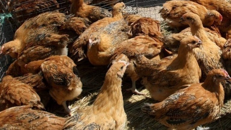 Εκχύλισμα γαϊδουράγκαθου βελτιώνει την ηπατική υγεία και ευζωία ορνίθων