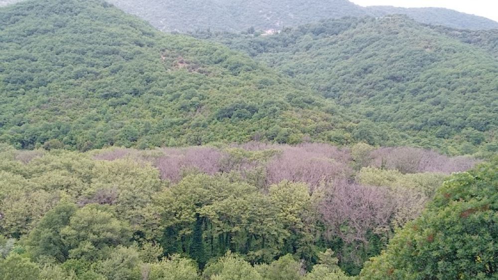 Μοντέλο μηχανικής μάθησης αναγνωρίζει τα πλατάνια που προσβλήθηκαν από μύκητα