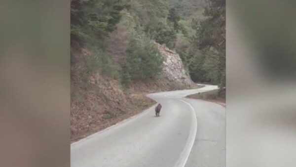 Τσακάλι εντοπίστηκε κοντά στο Λιτόχωρο Πιερίας – Καμία απειλή για τον άνθρωπο, λένε οι ειδικοί