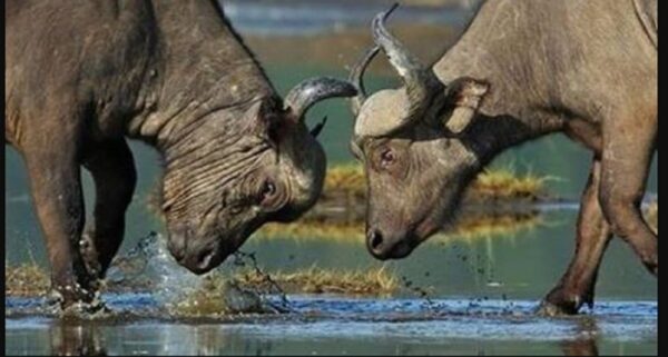 Ημερίδα Βουβαλοτρόφων στις Σέρρες: "Ποιοτικά χαρακτηριστικά βουβαλίσιου γάλακτος και κρέατος"