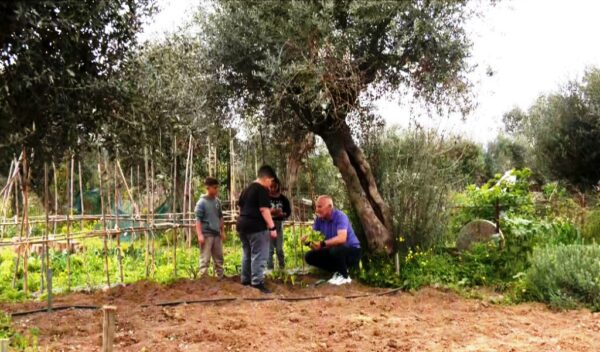 Καλαμάτα: Δημοτικό σχολείο παράγει το δικό του ελαιόλαδο