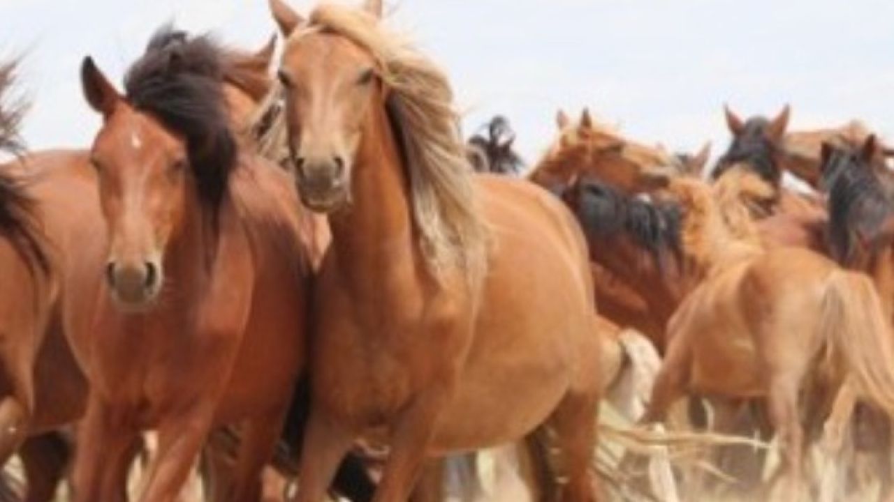 Η «περιπέτεια» των αλόγων της Αττικής