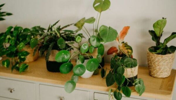 Tips για φυτά εσωτερικού χώρου: Πώς να δημιουργήσετε έναν πράσινο παράδεισο στο σπίτι σας