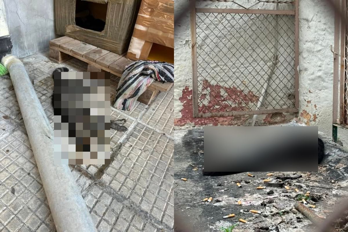 Κτηνωδία στη Θεσσαλονίκη: Νεκρές 16 γάτες από δηλητήριο σε γειτονιά της Τούμπας