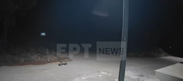 Αγέλη λύκων κάνει βόλτες στην Ιπποκράτειο Πολιτεία – Bίντεο ντοκουμέντο τους δείχνει να μπαίνουν σε αυλές