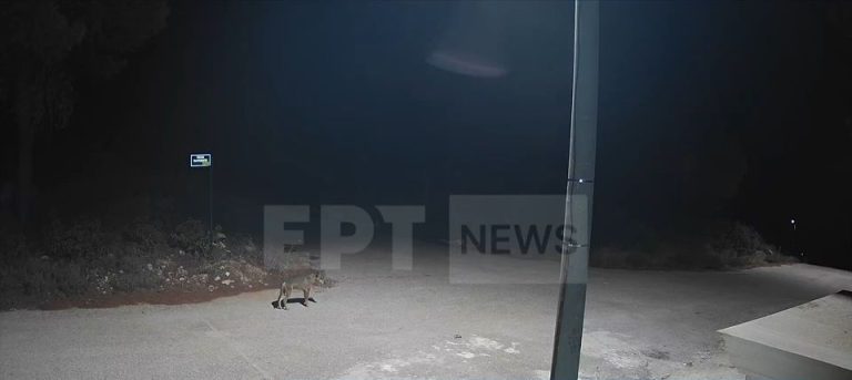 Αγέλη λύκων κάνει βόλτες στην Ιπποκράτειο Πολιτεία – Bίντεο ντοκουμέντο τους δείχνει να μπαίνουν σε αυλές