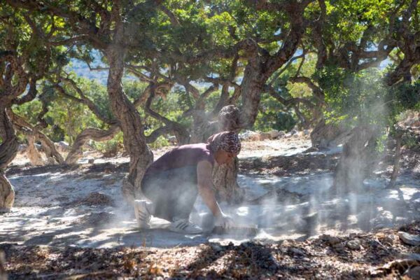 Κερδίζει έδαφος η καλλιέργεια της μαστίχας: Θετικές ειδήσεις για τις θεραπευτικές της ιδιότητες