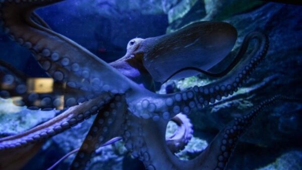 «Octopus!»: Ντοκιμαντέρ για το γιγάντιο χταπόδι του Ειρηνικού