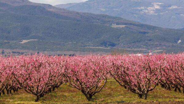 Βέροια: Στις Ανθισμένες Ροδακινιές με αυτοκινούμενα τροχόσπιτα
