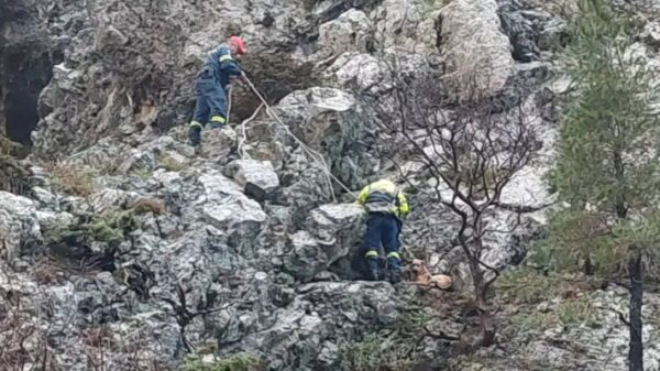 Διάσωση σκύλου που έπεσε σε χαράδρα στο φαράγγι της Αγάλης - Δείτε φωτογραφίες και βίντεο