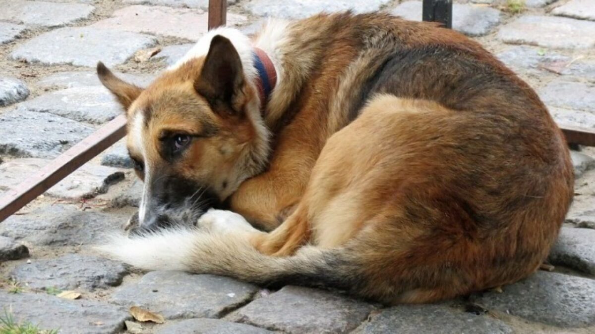 Από αντικοινωνική διαταραχή προσωπικότητας πάσχουν οι κακοποιητές ζώων