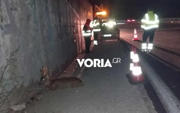 Ζαρκάδι τραυματίστηκε σε τροχαίο στην εθνική οδό Θεσσαλονίκης Σερρών - Επιχείρηση διάσωσης