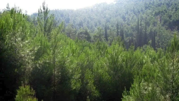 Ένα νέο δάσος «γεννιέται» στην ανατολική Θεσσαλονίκη - Σε εξέλιξη έργα αναδάσωσης