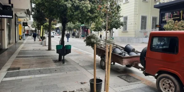 Σέρρες: Φυτεύτηκαν 20 δέντρα στις άδειες δενδροδόχους στον πεζόδρομο Κ. Καραμανλή - φωτο