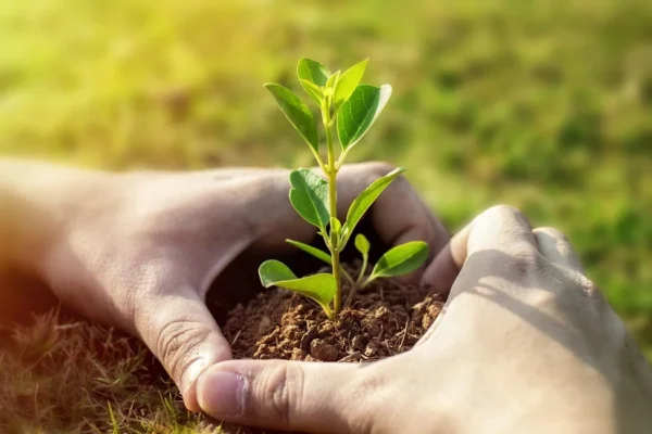 Πρωτοβουλία «75UN – 75 Trees UNAI SDG7» Διάθεση δένδρων