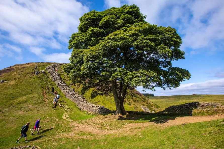 dentro-sycamore.jpg Χρειάστηκαν τρία λεπτά για να καταστραφεί ένα δέντρο ενός αιώνα