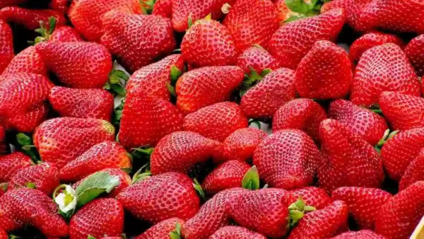 4 πράγματα που πρέπει να ξέρουμε για την φράουλα