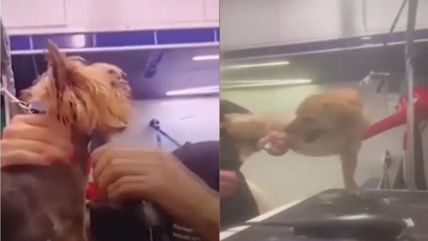 Βόλος: Οργή στα social media με pet groomer – Βίντεο τη δείχνουν να κακοποιεί ζώα