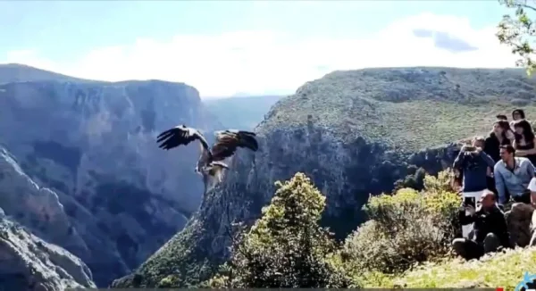 Τα όρνεα επιστρέφουν στην φύση