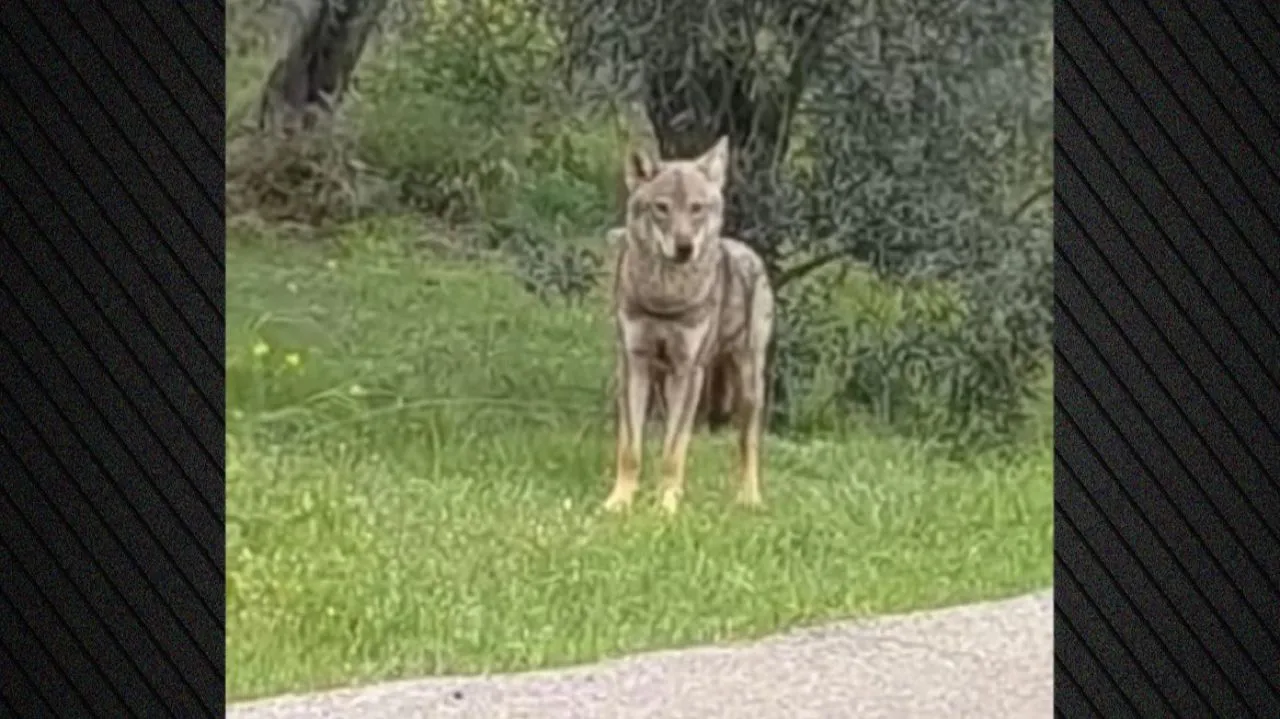 lykos Χαλκίδα: Περαστικός εντόπισε λύκο, δείτε βίντεο