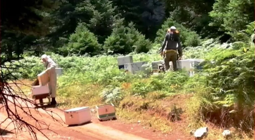 Από την Αθήνα, μελισσοκόμοι σε ένα χωριό της Ευβοίας 2 Από την Αθήνα, μελισσοκόμοι σε ένα χωριό της Ευβοίας