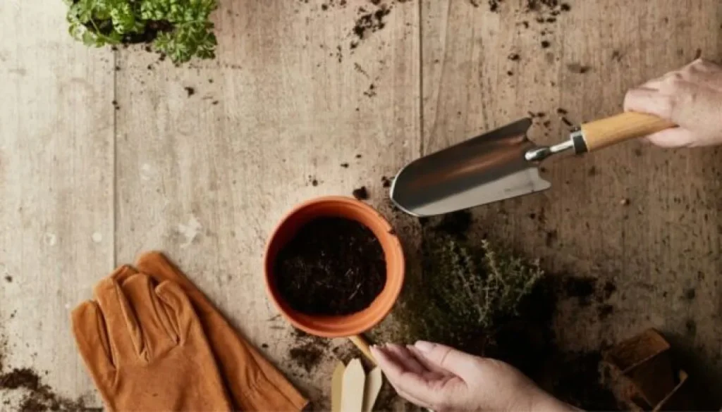 Πότε και πώς να κάνετε μεταφύτευση στα φυτά σας για υγιή ανάπτυξη