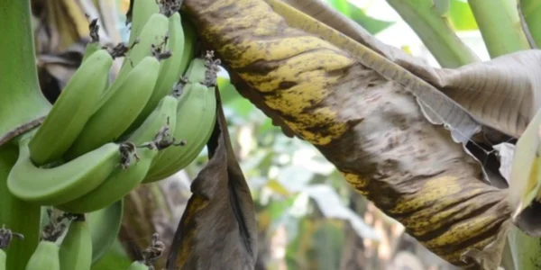 Η Chiquita του Παναμά απολύει όλους τους απεργούς μερικώς απασχολούμενους σε φυτείες μπανάνας της