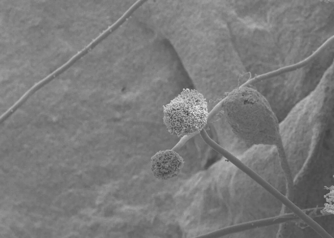 μύκητας-Aspergillus Η κλιματική αλλαγή ευνοεί την εξάπλωση ενός θανατηφόρου μύκητα στην Ευρώπη