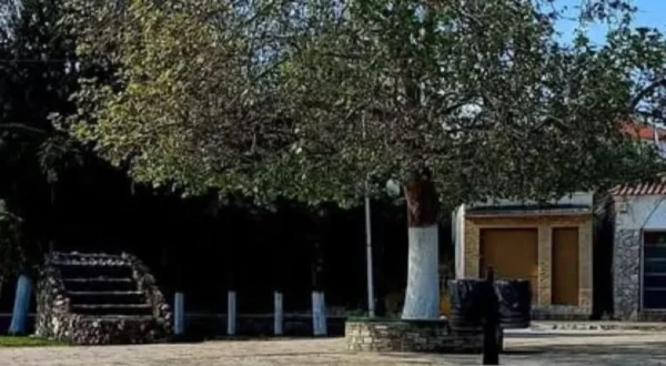 Σέρρες: Ένας πλάτανος χώρισε στα δύο ένα χωριό!