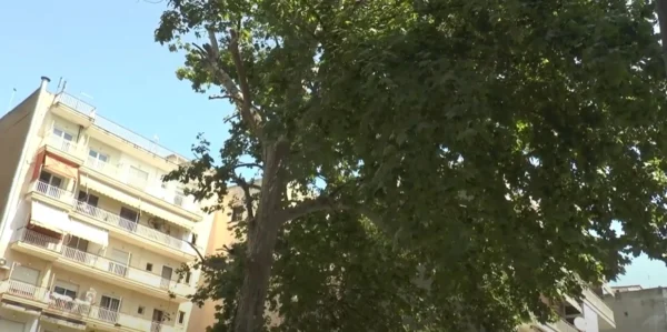 Σέρρες: Κλάδεψαν τον μισό πλάτανο στην οδό Αρκαδιοπόλεως - video