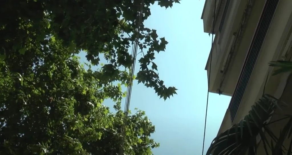 Κλάδεψαν τον μισό πλάτανο στην οδό Αρκαδιοπόλεως