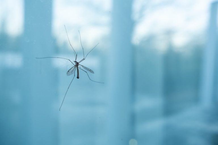 Τιπουλίδες: Γιατί δεν πρέπει να σκοτώνετε τα έντομα που μοιάζουν με γιγάντια κουνούπια