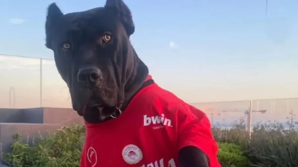 Ολυμπιακός: Ο Μιλουτίνοφ έντυσε στα... κόκκινα τον σκύλο του - Φωτογραφία