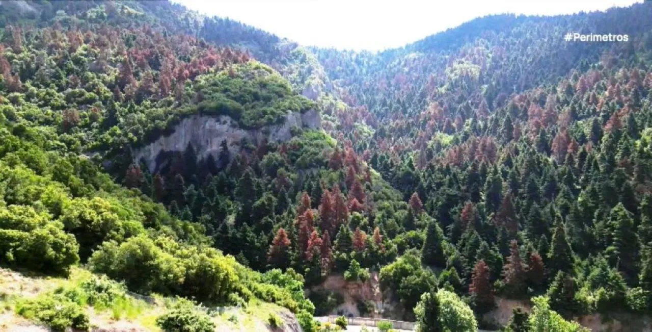Γιατί ξεραίνονται τα έλατα στην Πελοπόννησο;