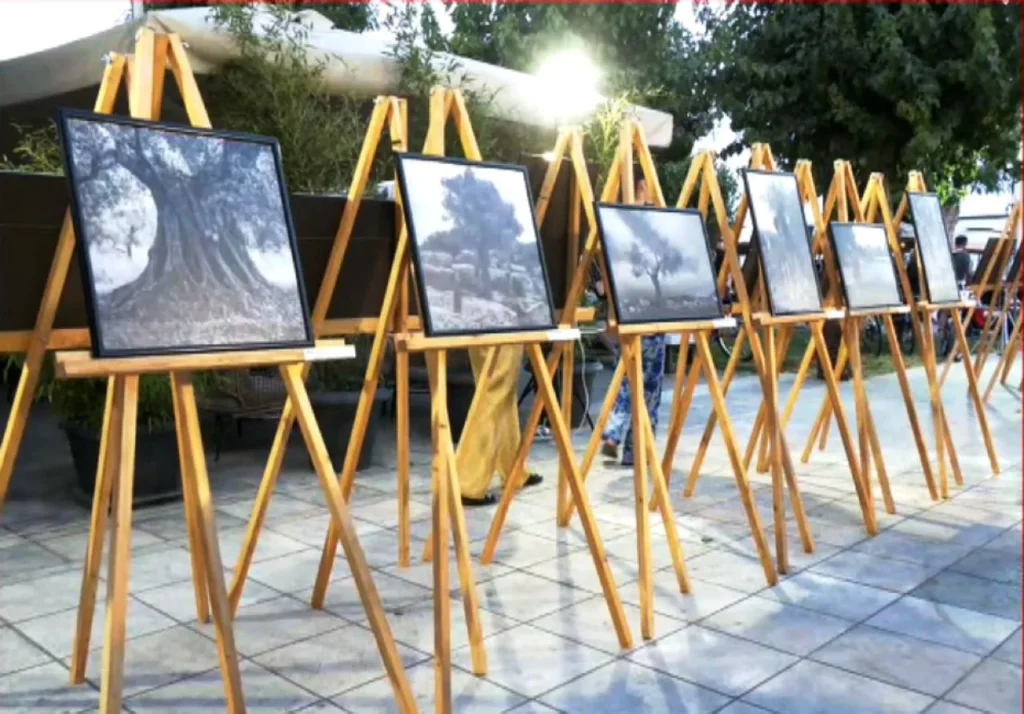 Η ελιά μέσα από τον φωτογραφικό φακό