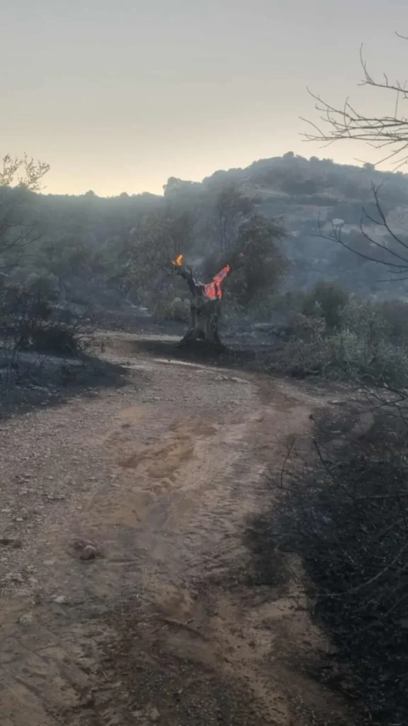 Σε ύφεση η φωτιά στο Καραβοστάσι Λακωνίας