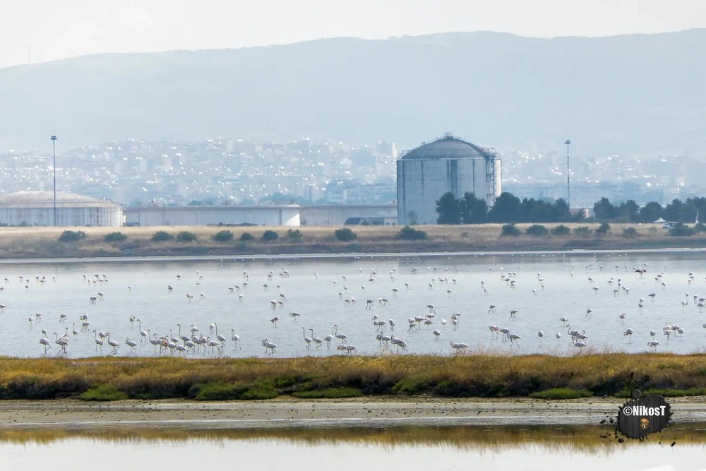 Περιήγηση στην Λιμνοθάλασσα Καλοχωρίου: Δείτε video και φωτογραφίες