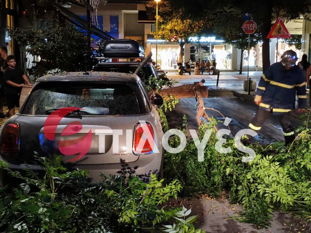 Σέρρες: Ξεριζώθηκε δέντρο και καταπλάκωσε αυτοκίνητο - Δείτε φωτογραφίες 2 Σέρρες: Ξεριζώθηκε δέντρο και καταπλάκωσε αυτοκίνητο - Δείτε φωτογραφίες