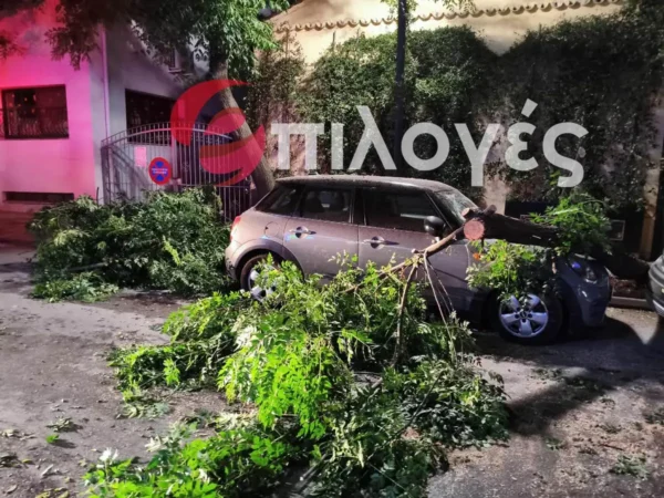 Σέρρες: Ξεριζώθηκε δέντρο και καταπλάκωσε αυτοκίνητο - Δείτε φωτογραφίες