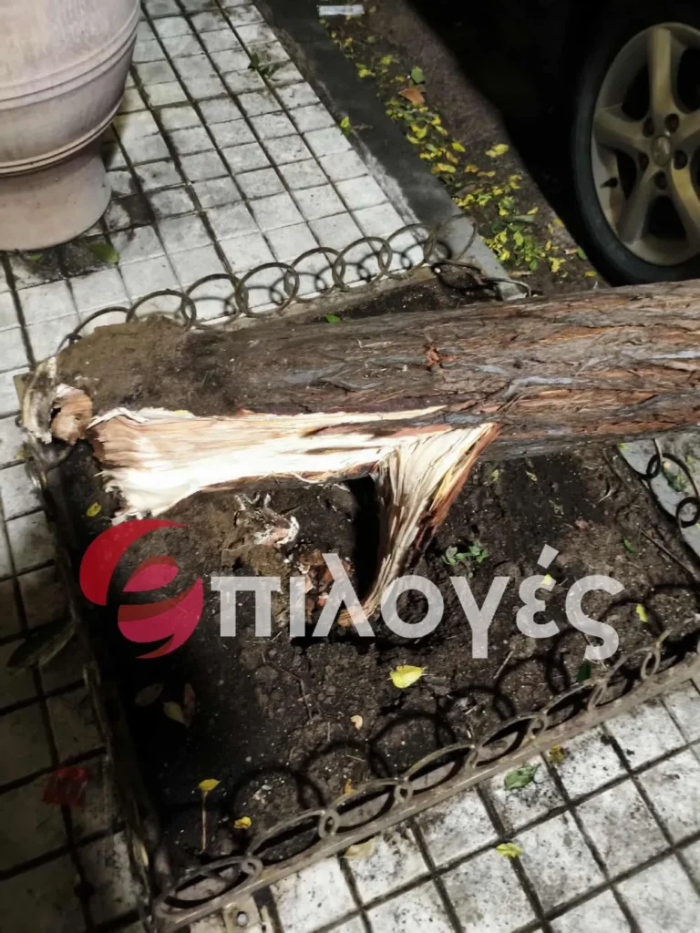 Σέρρες: Ξεριζώθηκε δέντρο και καταπλάκωσε αυτοκίνητο - Δείτε φωτογραφίες