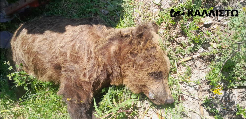 Μεγαλόσωμος αρκούδος βρέθηκε νεκρός στην Καστοριά: Ερευνάται η δηλητηρίαση από παράνομα δολώματα 2 Μεγαλόσωμος αρκούδος βρέθηκε νεκρός στην Καστοριά: Ερευνάται η δηλητηρίαση από παράνομα δολώματα