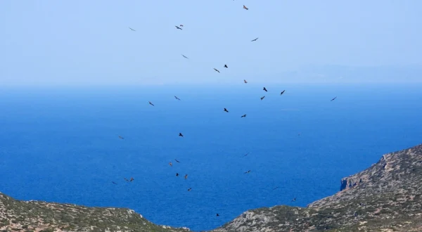  Ελληνική Ορνιθολογική Εταιρεία: Ασύμβατα με την Ειδική Περιβαλλοντική Μελέτη της περιοχής NATURA τα Αιολικά στα Κύθηρα