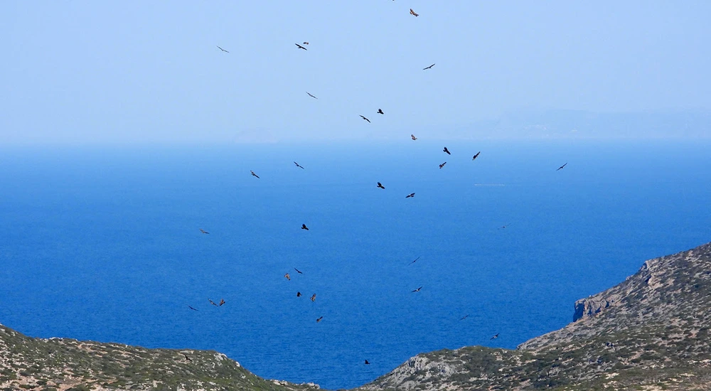 Ελληνική Ορνιθολογική Εταιρεία: Ασύμβατα με την Ειδική Περιβαλλοντική Μελέτη της περιοχής NATURA τα Αιολικά στα Κύθηρα